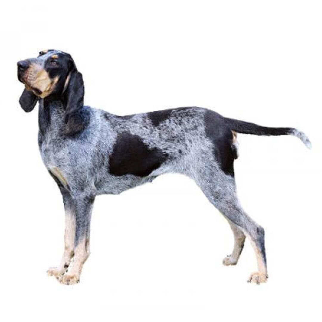 Perro de raza Basset Azul de Gascuña