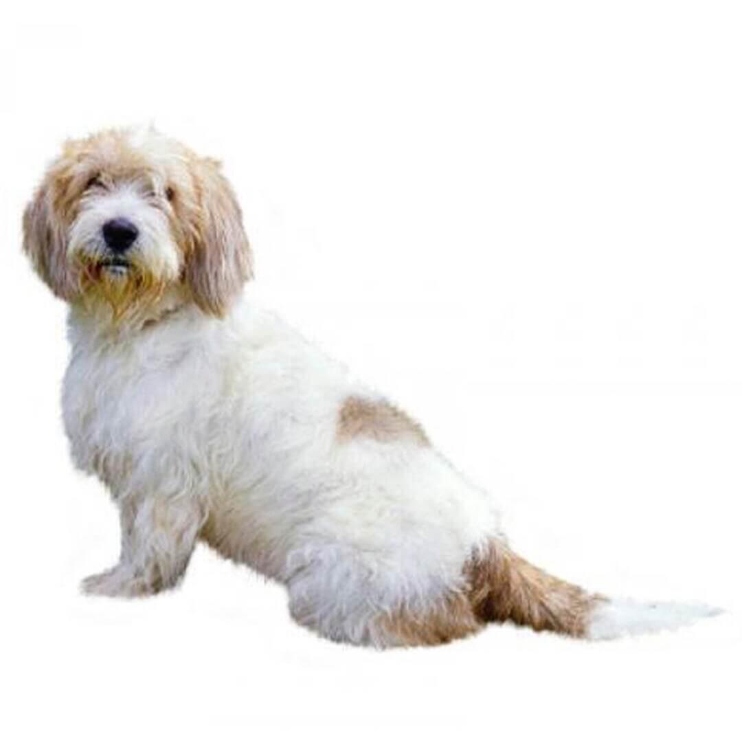 Perro de raza Basset Grifón vandeano (pequeño)