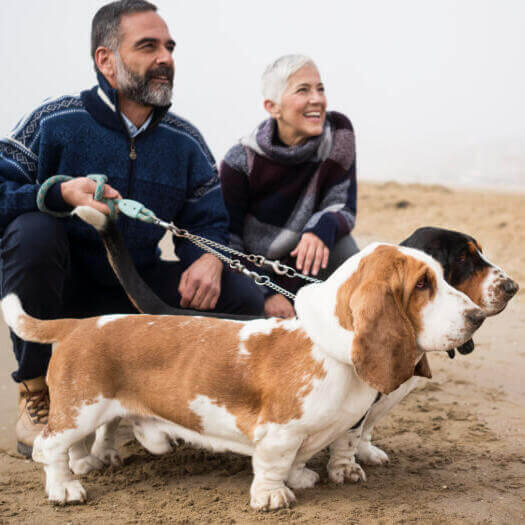 Basset hound con sus dueños en la playa.