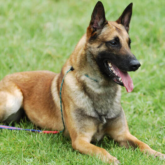 Pastor belga sales malinois puppies