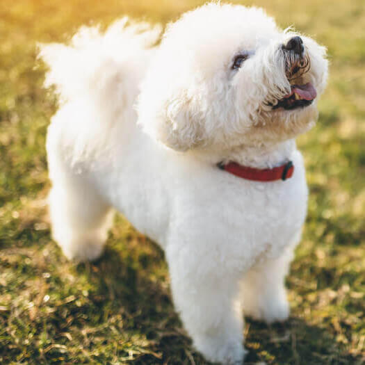 Bichon frise sales español