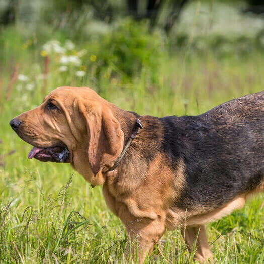 Raza de perro Bloodhound