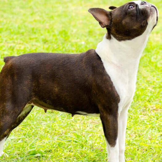 Boston Terrier mirando hacia arriba