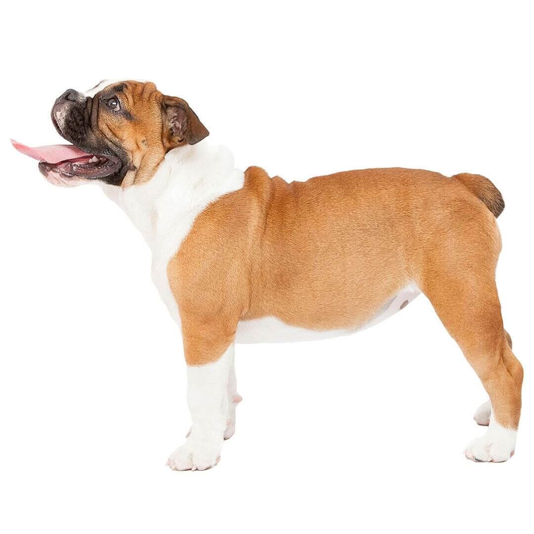 Perro de raza Bulldog