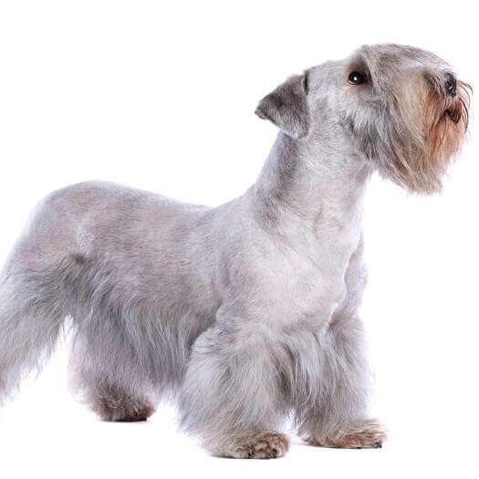 Perro de raza Terrier Checo