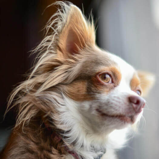 Chihuahua (de pelo largo) mirando