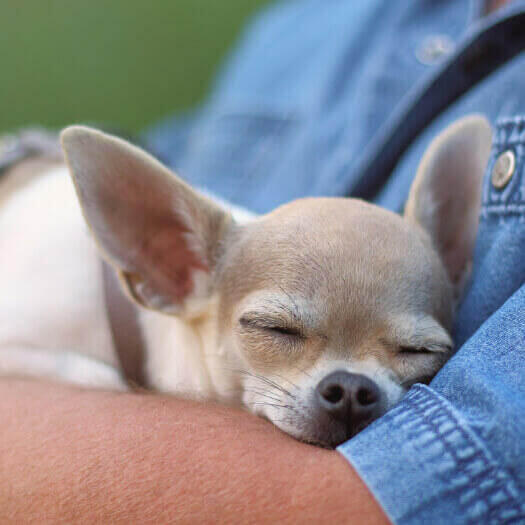 Chihuahua durmiendo en una mano