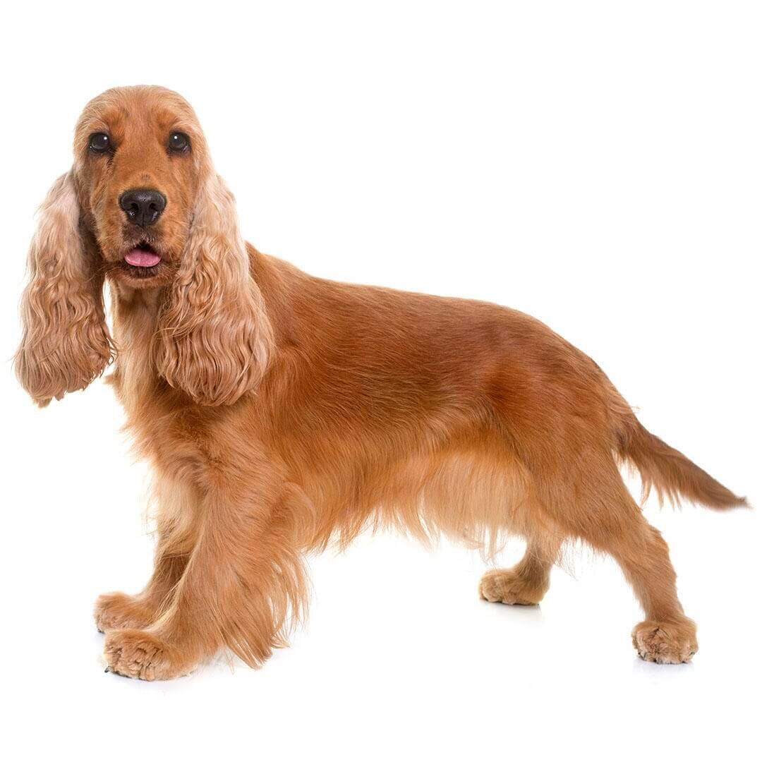 Perro de raza Cocker Spaniel inglés