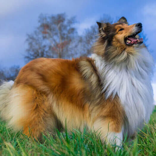 Rough Collie o Pastor Escocés mirando al cielo