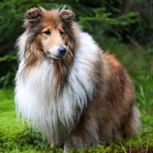 Rough Collie o Pastor Escocés en el bosque