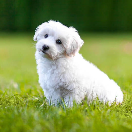 Perro esponjoso blanco sentado en la hierba