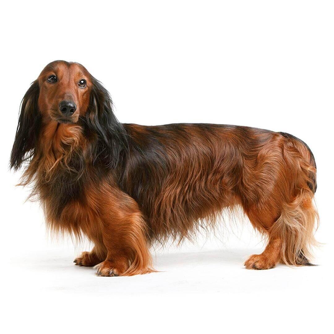 Perro de raza Teckel (pelo largo)