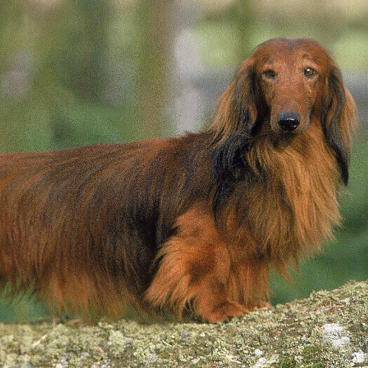 Perro de raza Teckel (pelo largo)