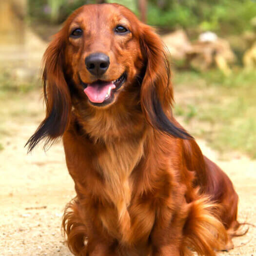 Teckel de pelo largo sonriendo a la cámara.