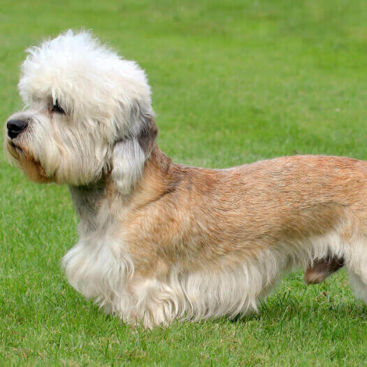 Dandie Dinmont Terrier de pie sobre la hierba