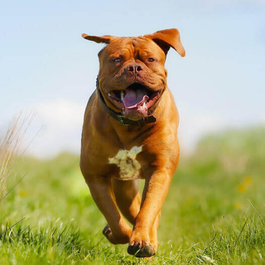 Dogo de Burdeos feliz corriendo por el campo