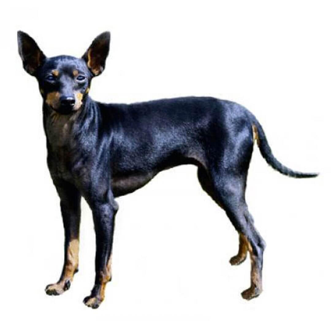 Perro de raza Toy Terrier inglés (negro y fuego)