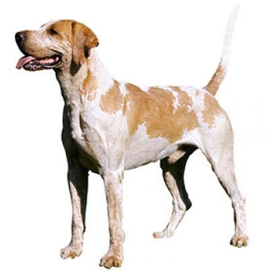 Perro de raza Foxhound