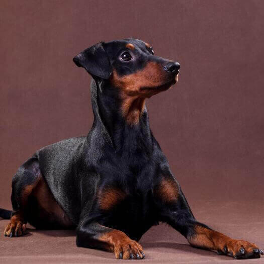 son doberman pinschers alemanes