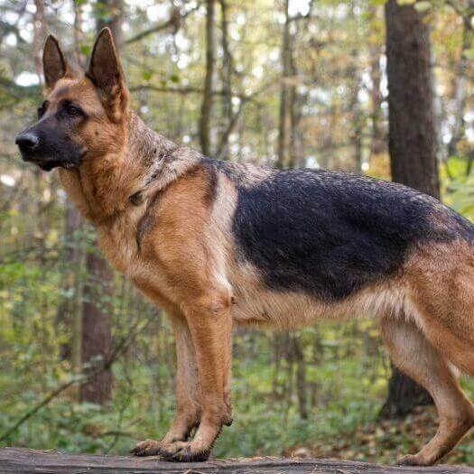 Perro pastor alemán en el bosque