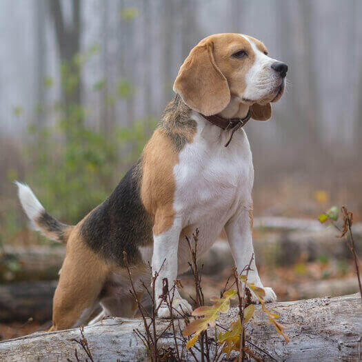 Beagle en el bosque