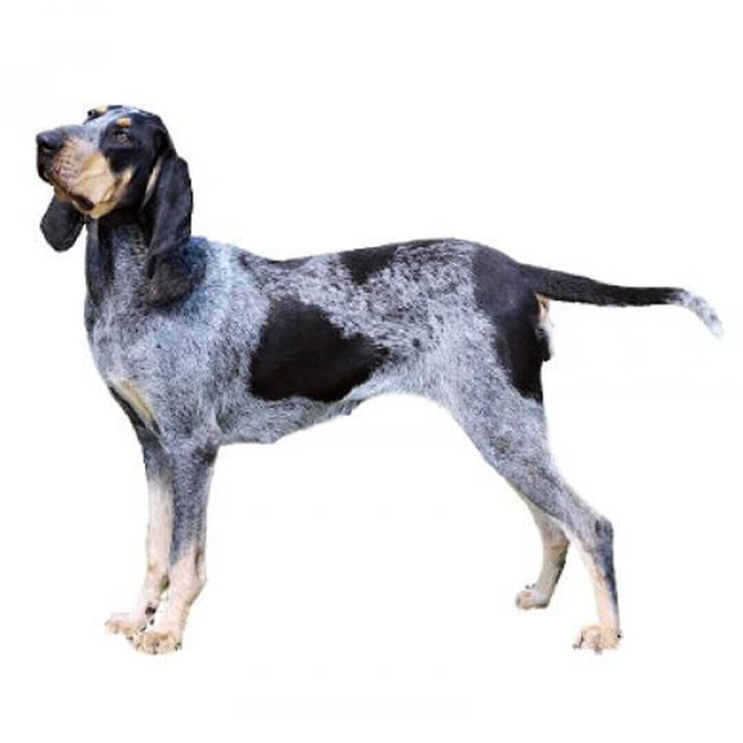 Perro de raza Gran azul de Gascuña