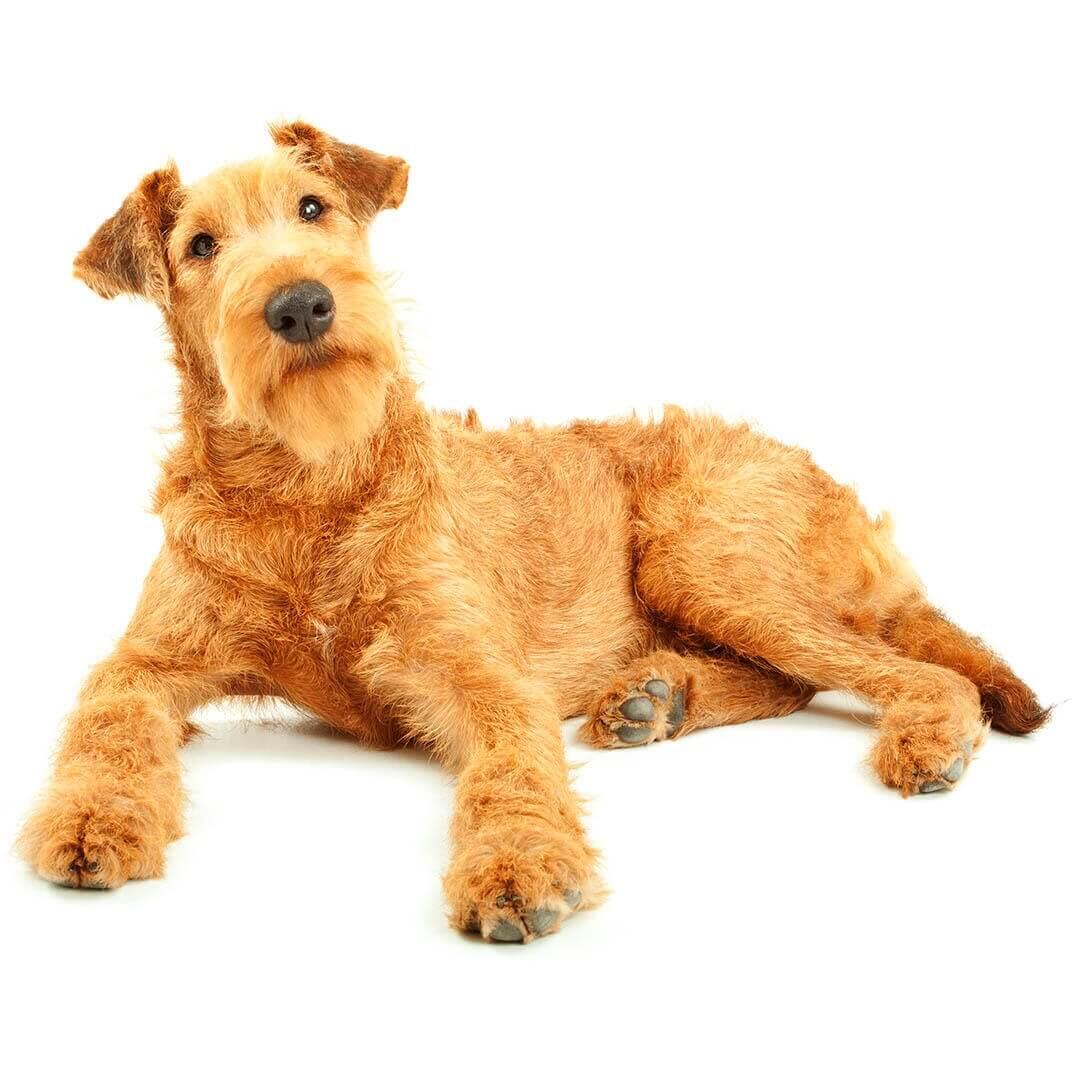Perro de raza Terrier irlandés