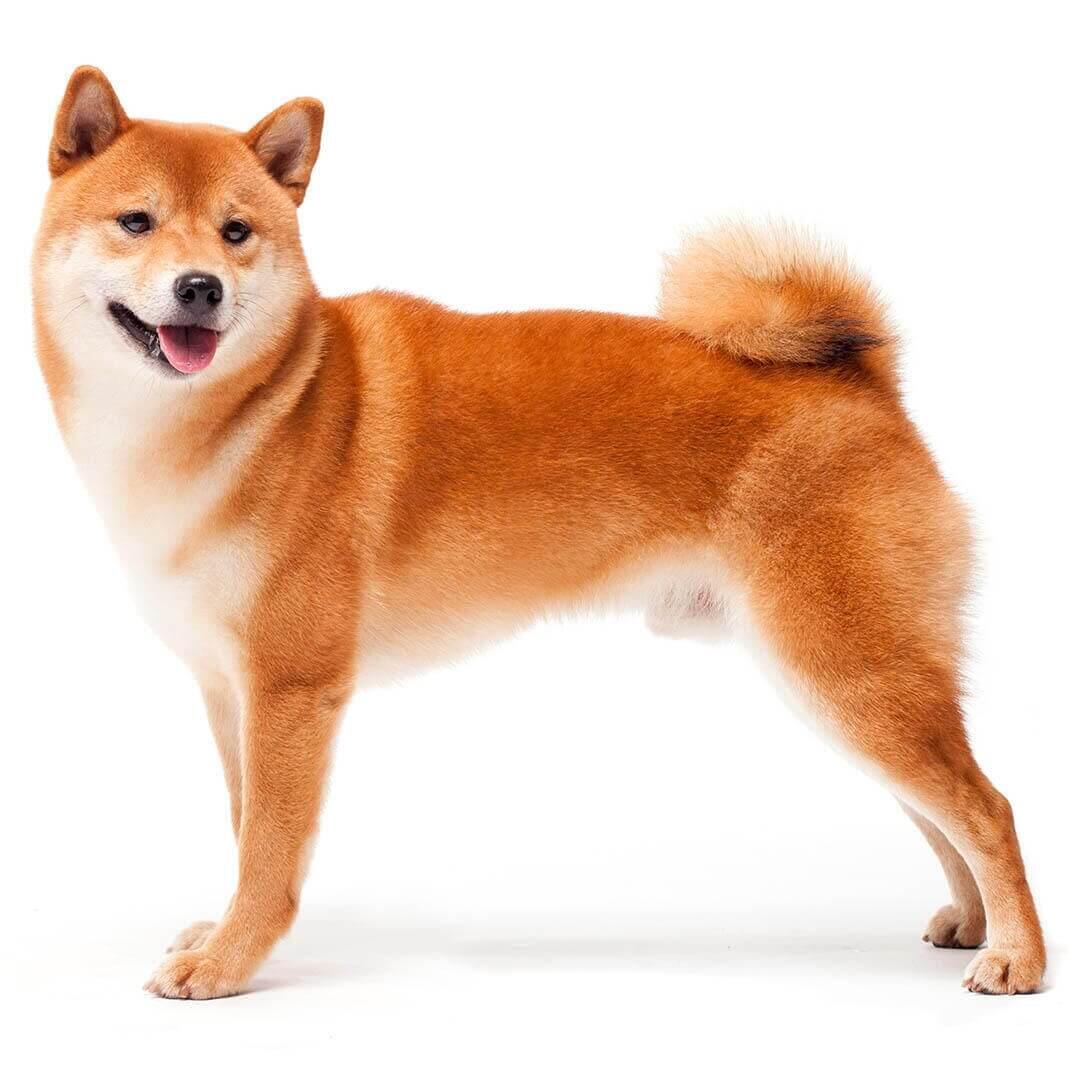 Perro de raza Shiba Inu japonés