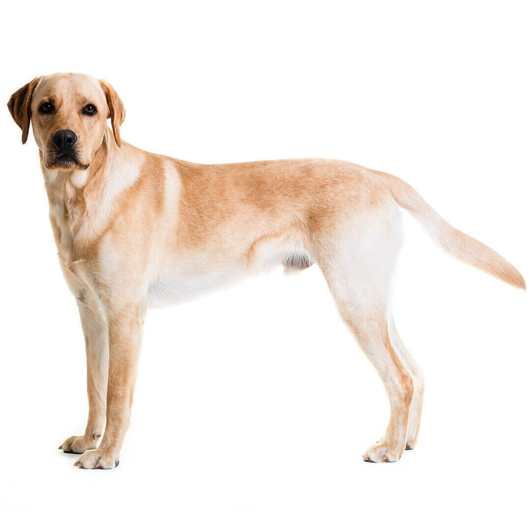 Perro de raza Labrador Retriever