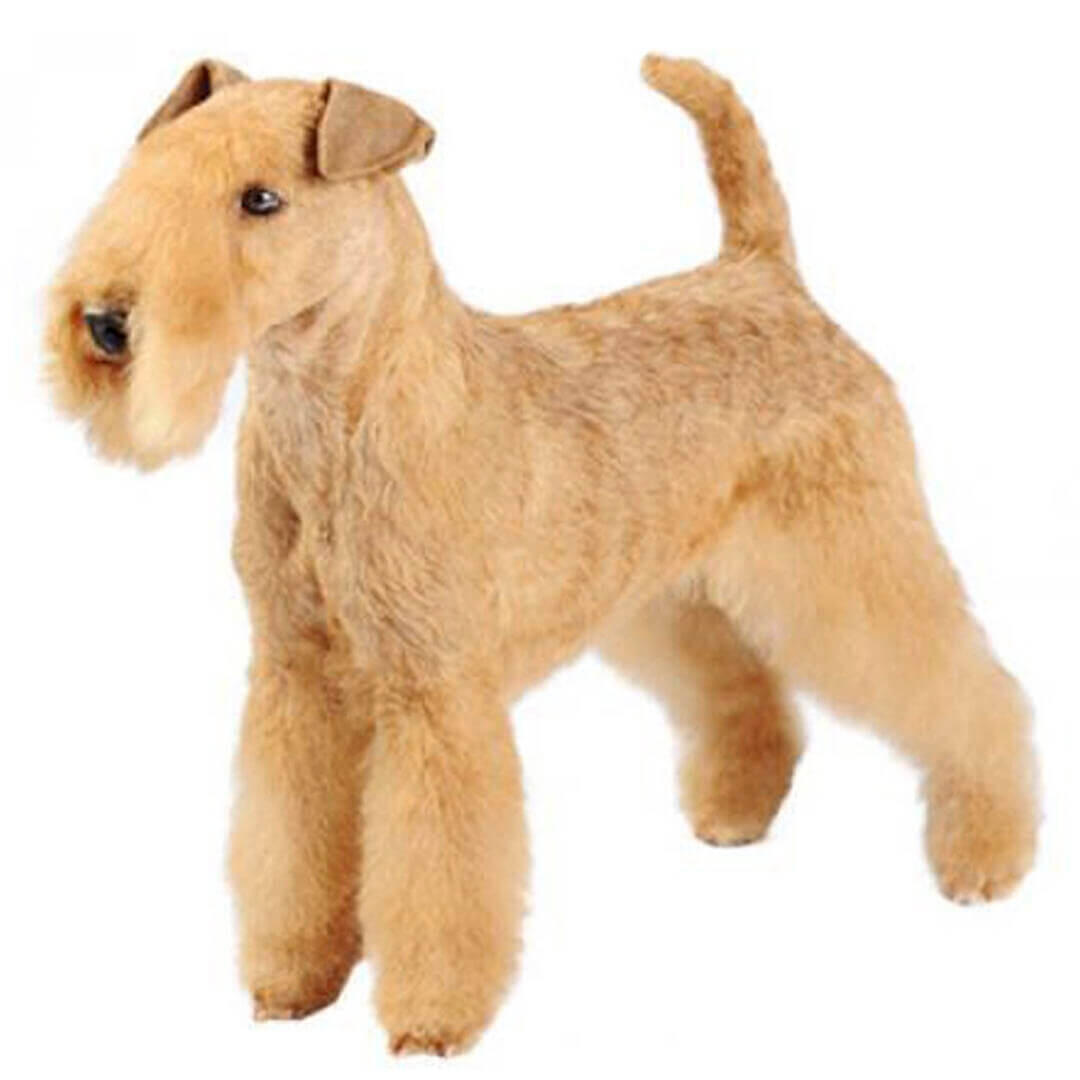 Perro de raza Lakeland Terrier