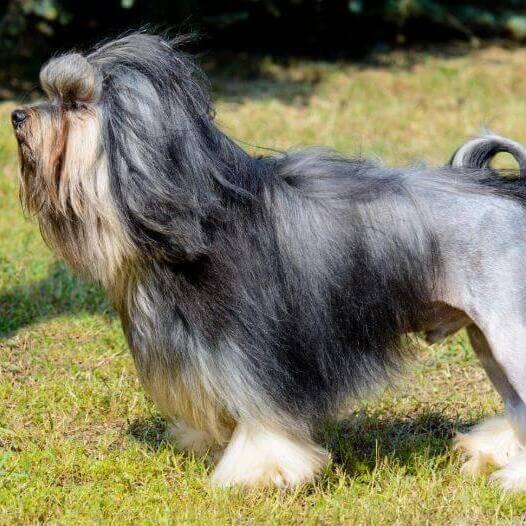 Lowchen Perro Información sobre la raza de perro Lowchen pequeño | Purina
