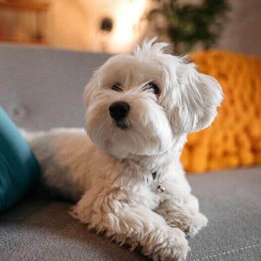 Perro maltés tumbado en el sofá