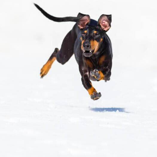 Perro corriendo en la nieve