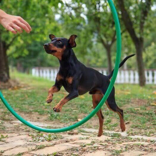 Perro saltando por el círculo de entrenamiento