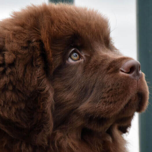 Un cachorro de Terranova marrón mira hacia delante