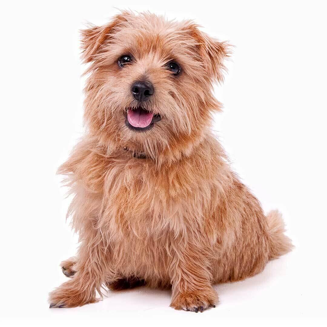 Información sobre la raza de perro Terrier de Norfolk Purina
