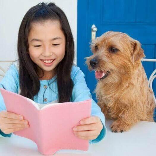 Norfolk Terrier sentado junto a una chica