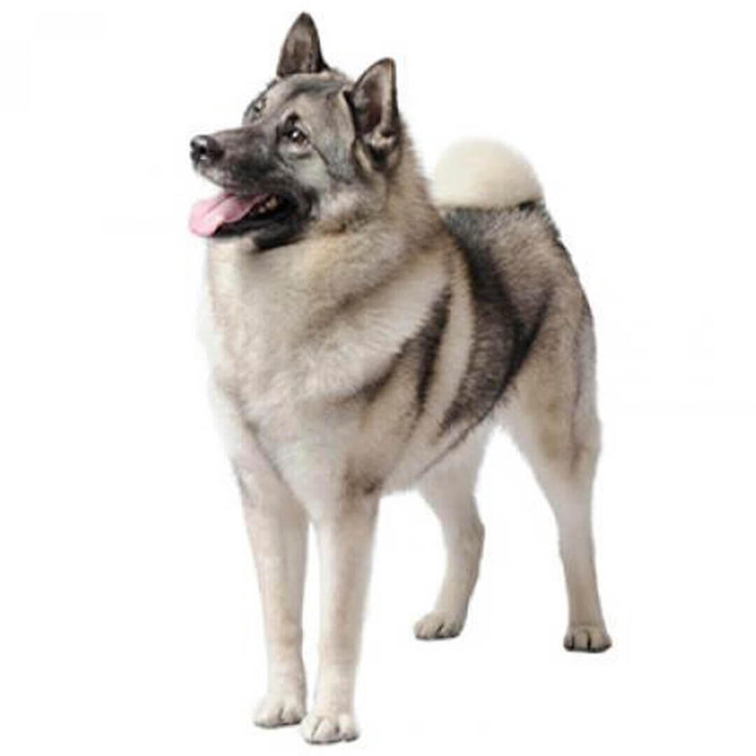 Perro de raza Cazador de alces noruego (elkhound noruego)