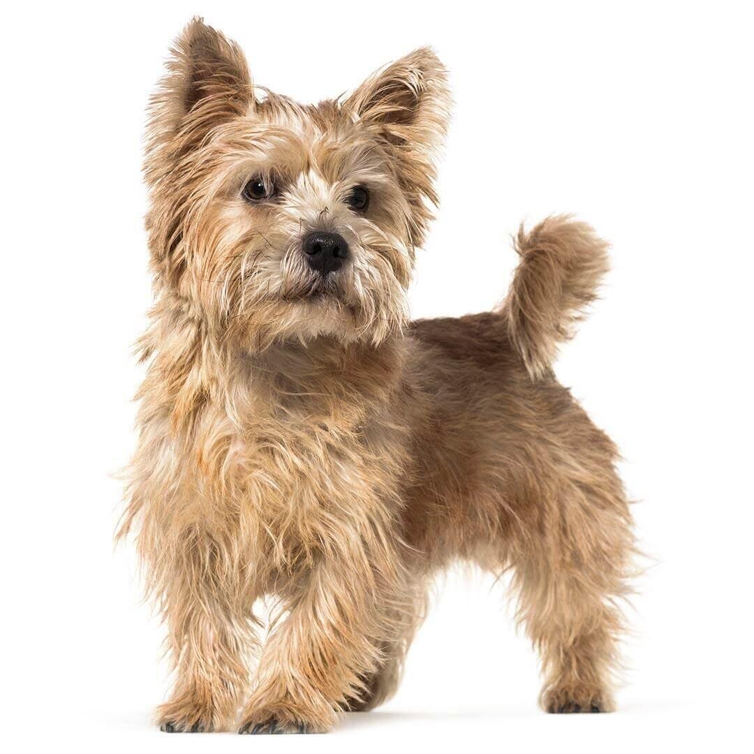 Perro de raza Terrier de Norwich