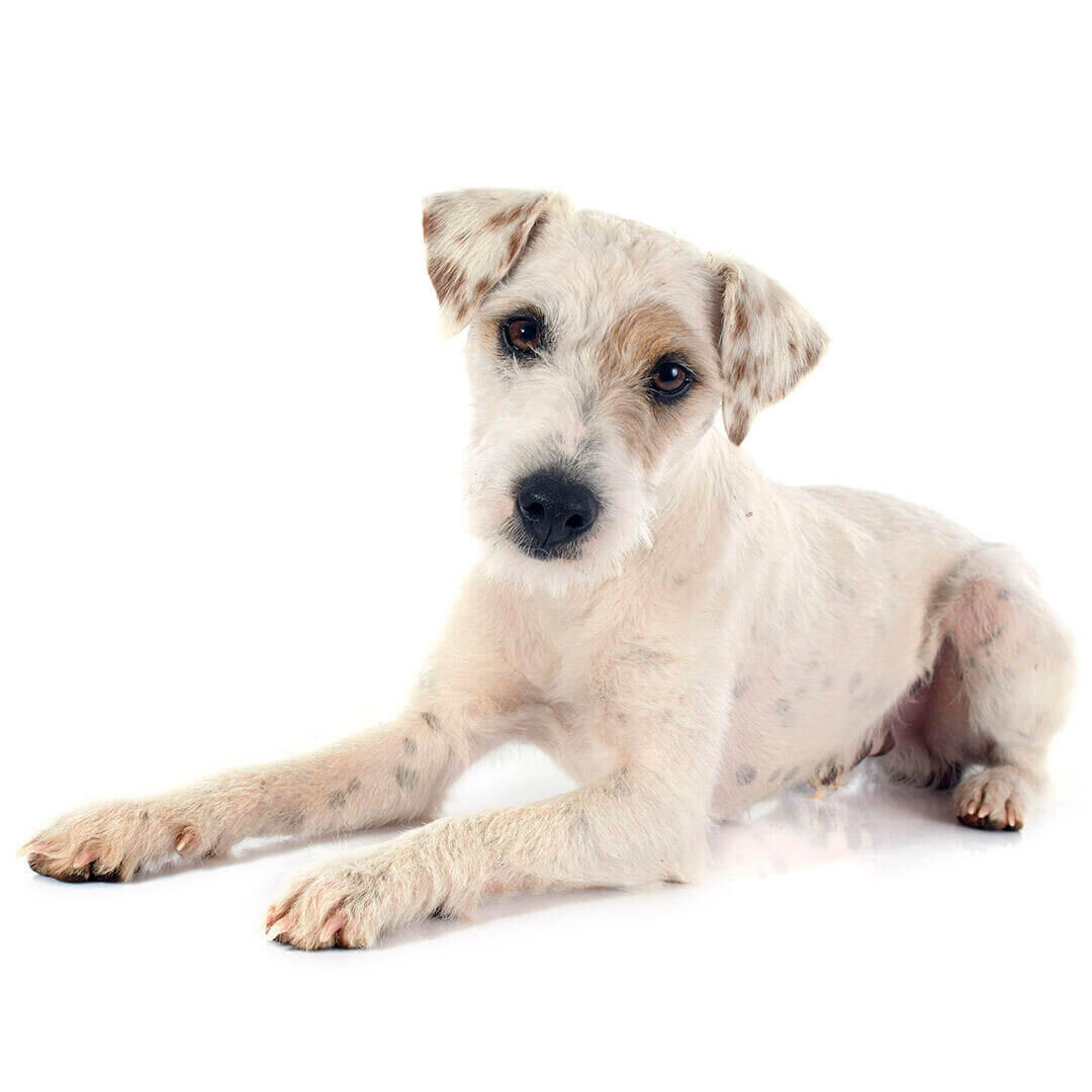 Perro de raza Parson jack russell terrier