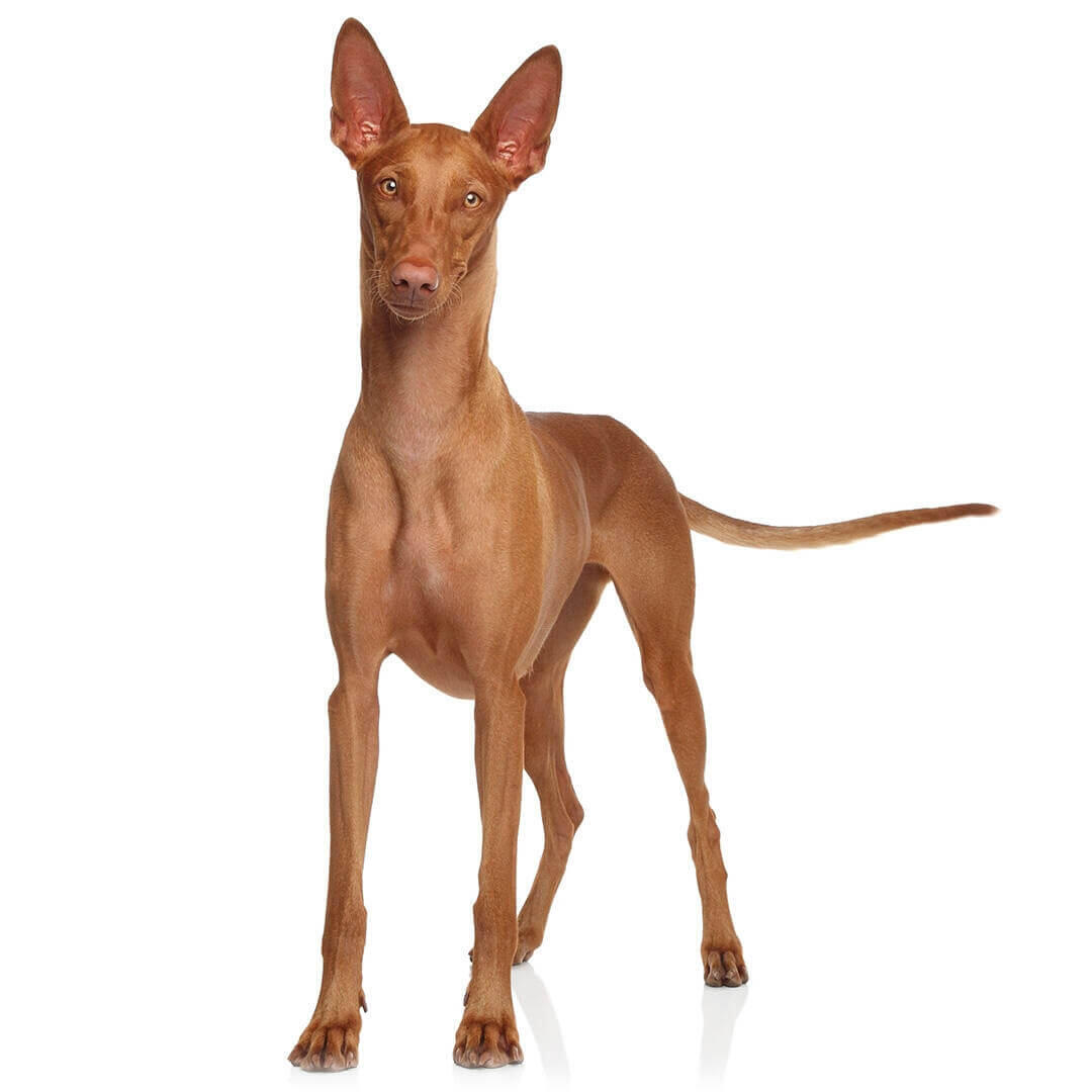 Perro de raza Pharaoh hound