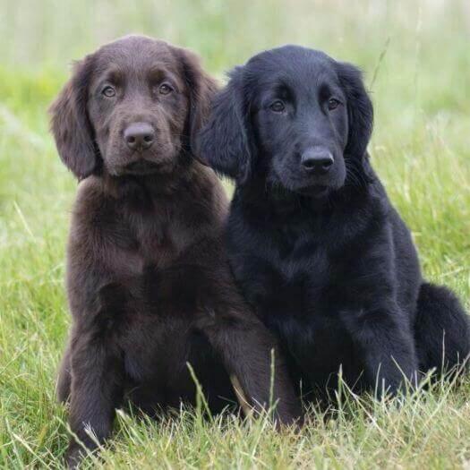 Cachorros de Flat Coated Retriever negros y marrones