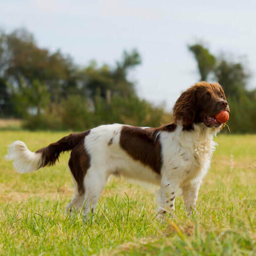 es un springer spaniel un buen perro de familia
