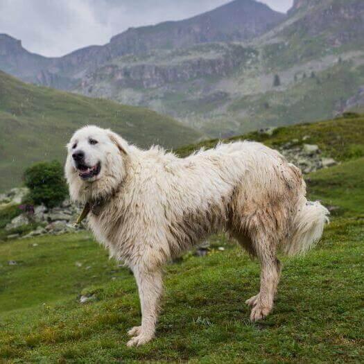 Perro de Montaña de los Pirineos está de pie cerca de las laderas de la montaña