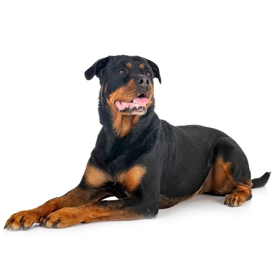 Perro de raza Rottweiler