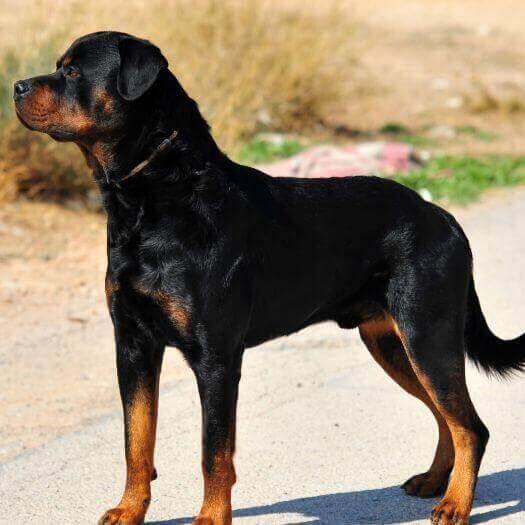 El Rottweiler Es Un Rottweiler Una Buena Mascota Familiar