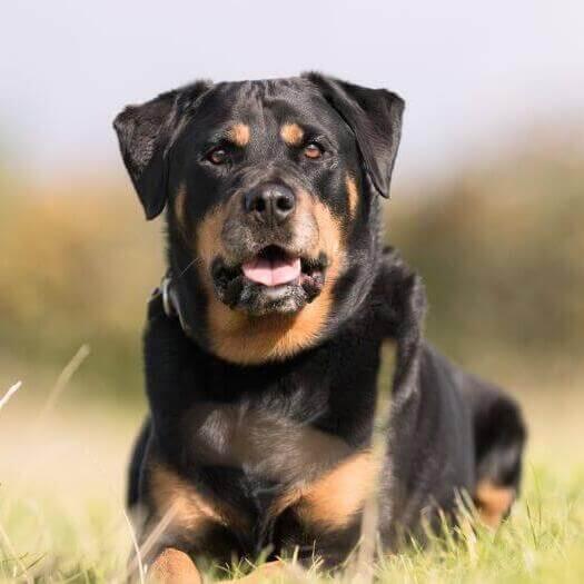 Son Buenos Perros Para Correr Rottweilers