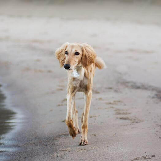 Perro de raza saluki corriendo en la playa