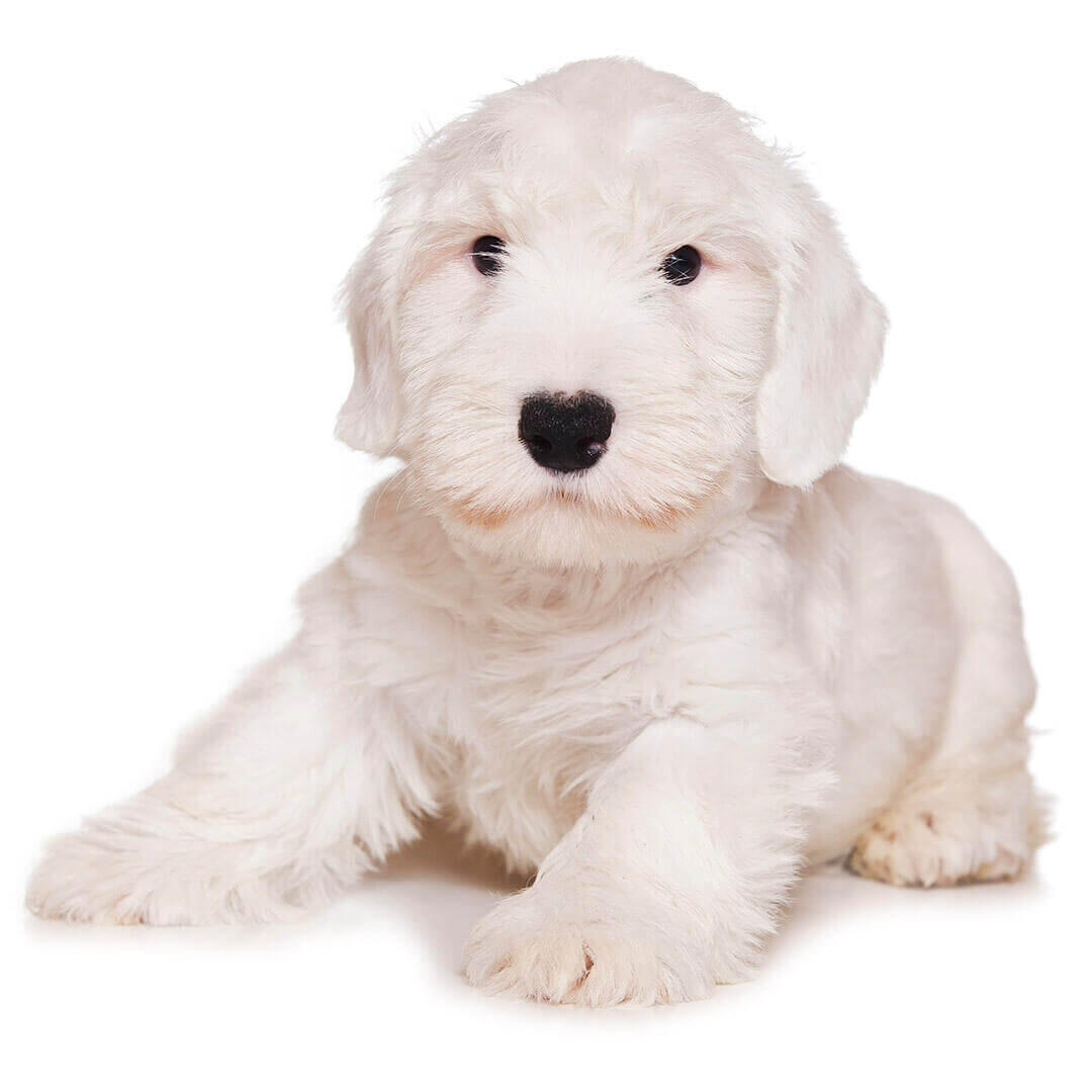 Perro de raza Sealyham Terrier