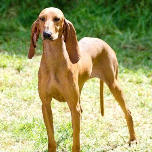 El Sabueso Cretense Es Una Buena Raza De Perro